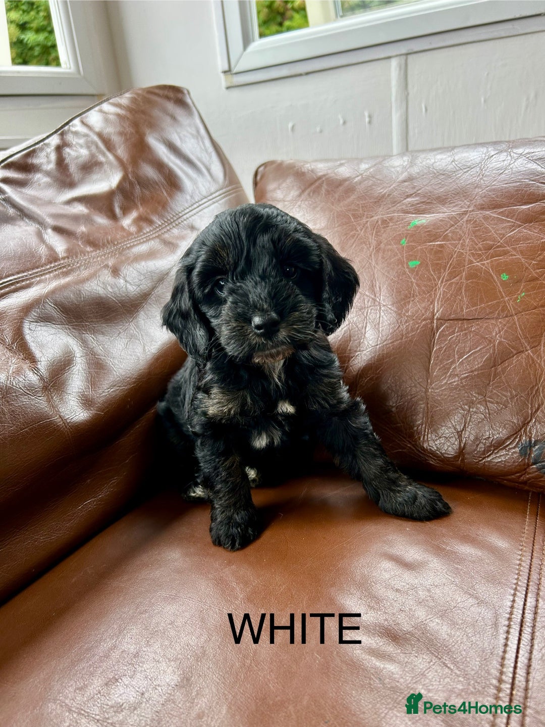 Cockapoo dogs for sale: Cockerpoo puppies - Image 3