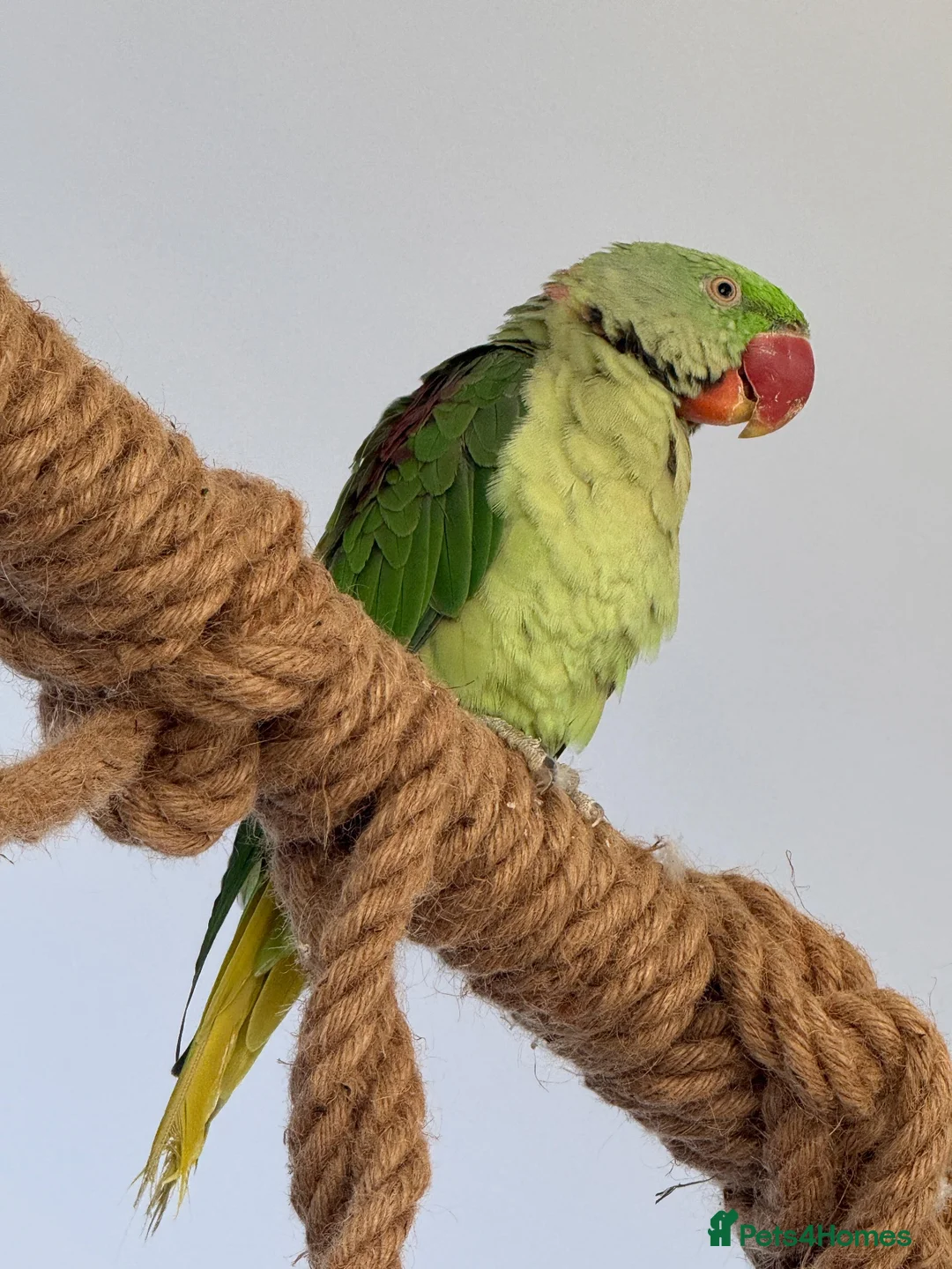 Parrots birds for sale: Male Alexandrine For Sale 🦜  in Dunstable - Advert 2