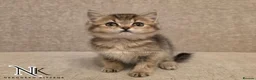 British Shorthair cats for sale: GCCF British Shorthair Babies Ready Soon 🐱 - Advert 17