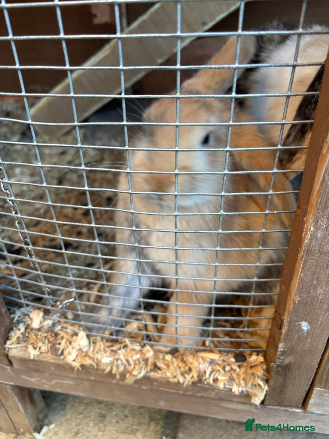 French Lop rabbits for sale: One bunnie left  - Image 2