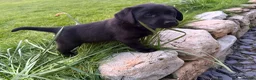 Labrador Retriever dogs for sale: Delightful KC registered litter  - Advert 13