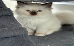 Ragdoll cats for sale: Fully Traceable Traditional Ragdoll Kittens - Advert 6