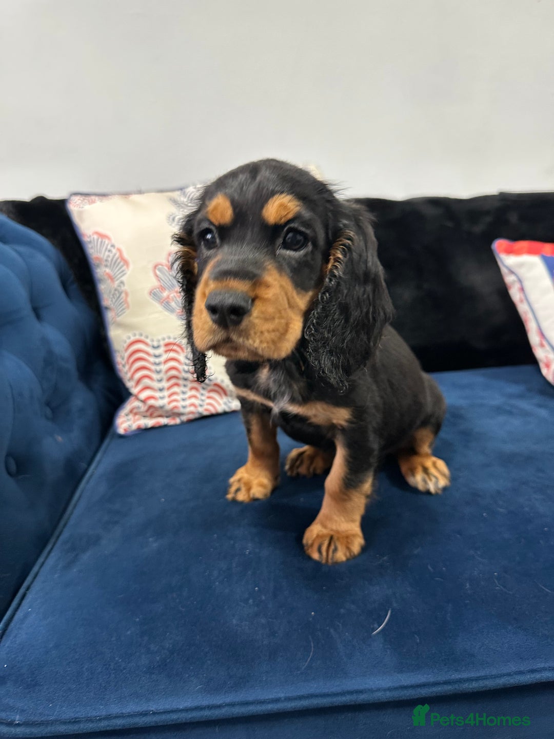 Cocker Spaniel dogs for sale: LAST BEAUTIFUL COCKER SPANIEL GIRL  - Image 10
