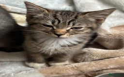 Mixed Breed cats for sale: Maincoon x Scottish fold  - Image 2