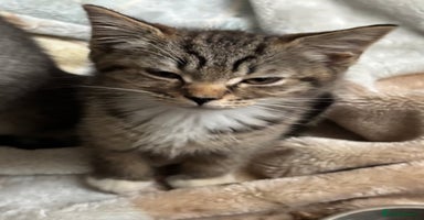 Mixed Breed cats - Advert 9