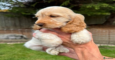 Cocker Spaniel dogs - Advert 13