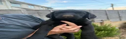 Labrador Retriever dogs for sale: 9 gorgeous KC registered black Labrador retrievers - Advert 2