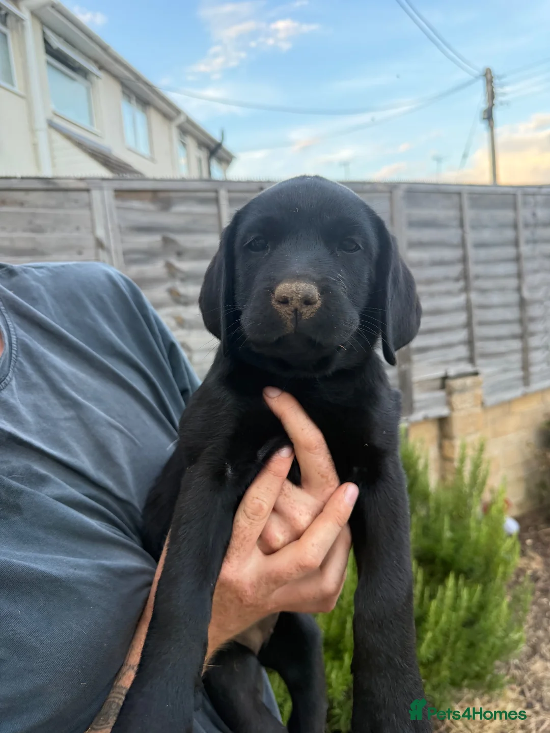 Labrador Retriever dogs for sale: 9 gorgeous KC registered black Labrador retrievers - Advert 2