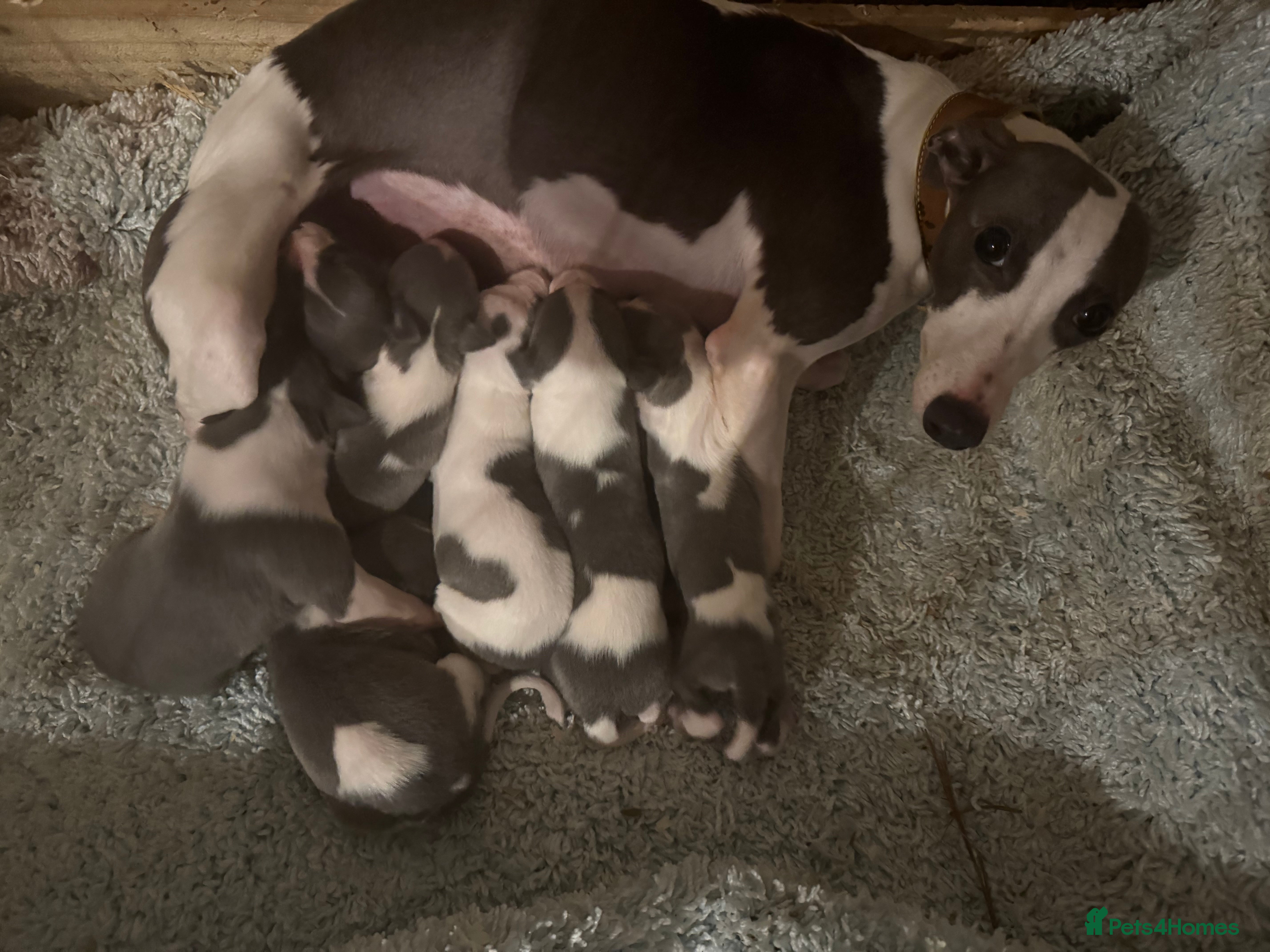Whippet dogs 🐾 Exceptional small sized KC Reg Whippet Pups🐾 - Advert 4