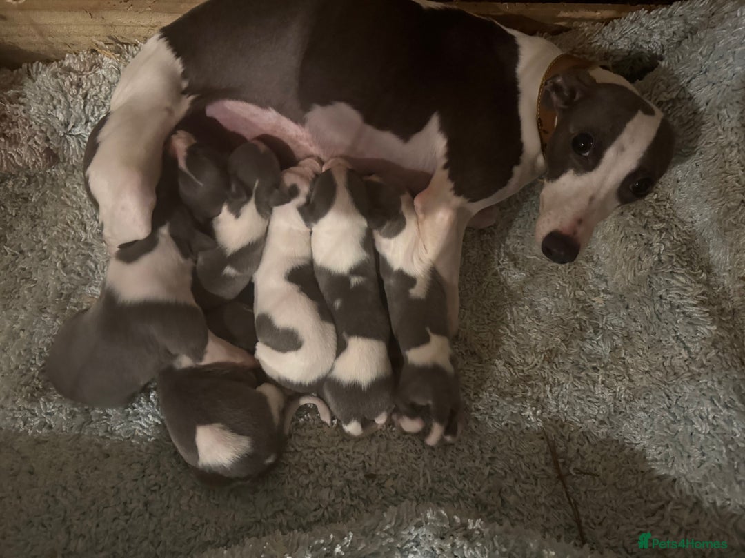 Whippet dogs for sale: 🐾 Exceptional small sized KC Reg Whippet Pups🐾 - Advert 1