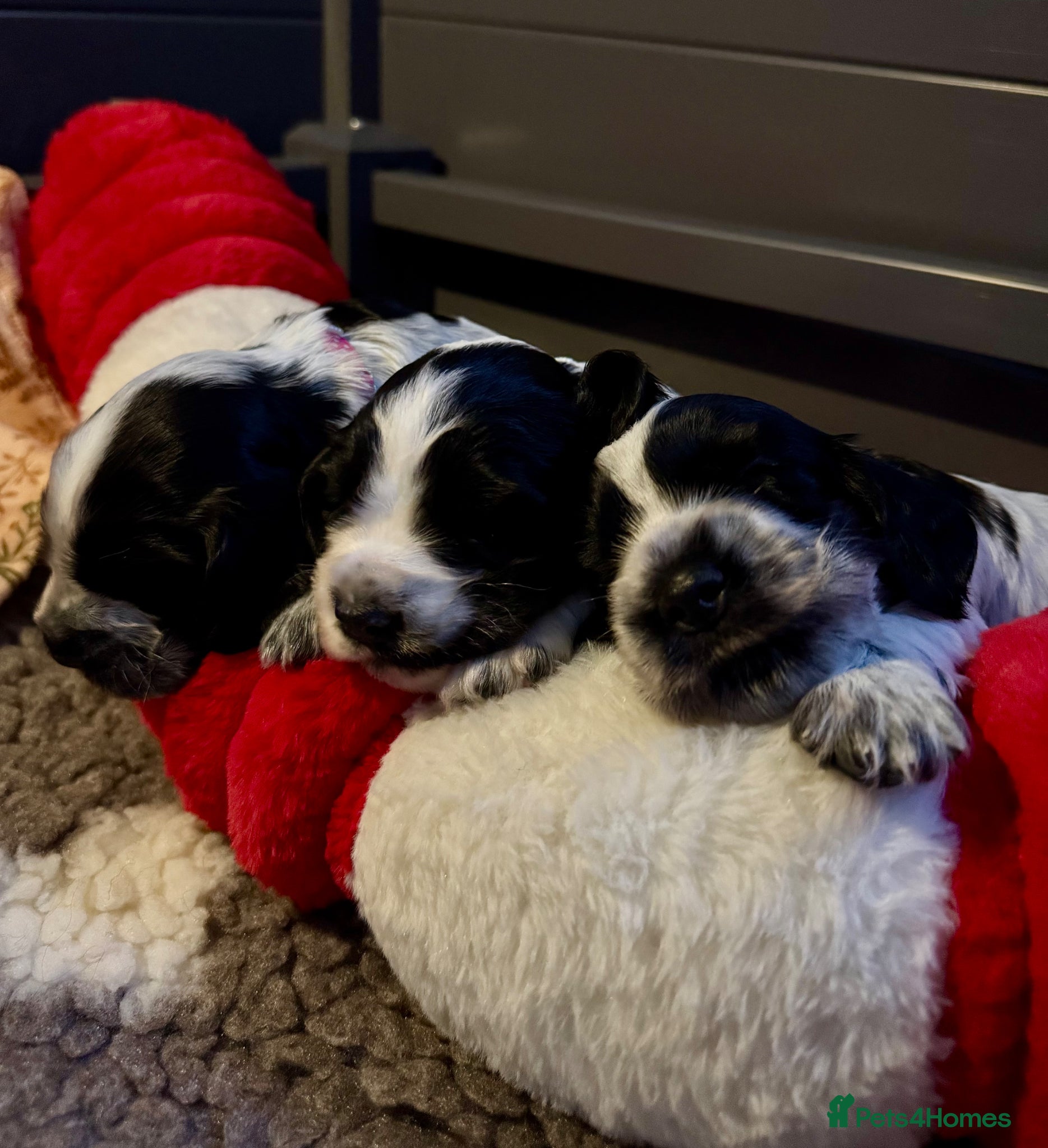 Cocker Spaniel dogs for sale: Adorable show cocker spaniel puppies - Advert 1