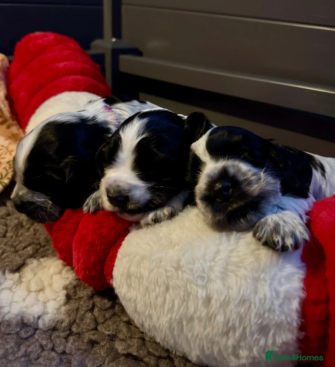 Cocker Spaniel dogs for sale: Adorable show cocker spaniel puppies - Advert 1