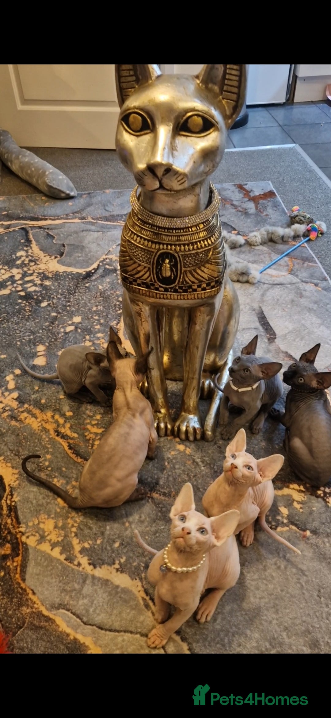 Sphynx cats Canadian Sphynx kittens - Advert 5