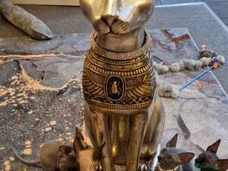 Sphynx cats Canadian Sphynx kittens - Advert 5