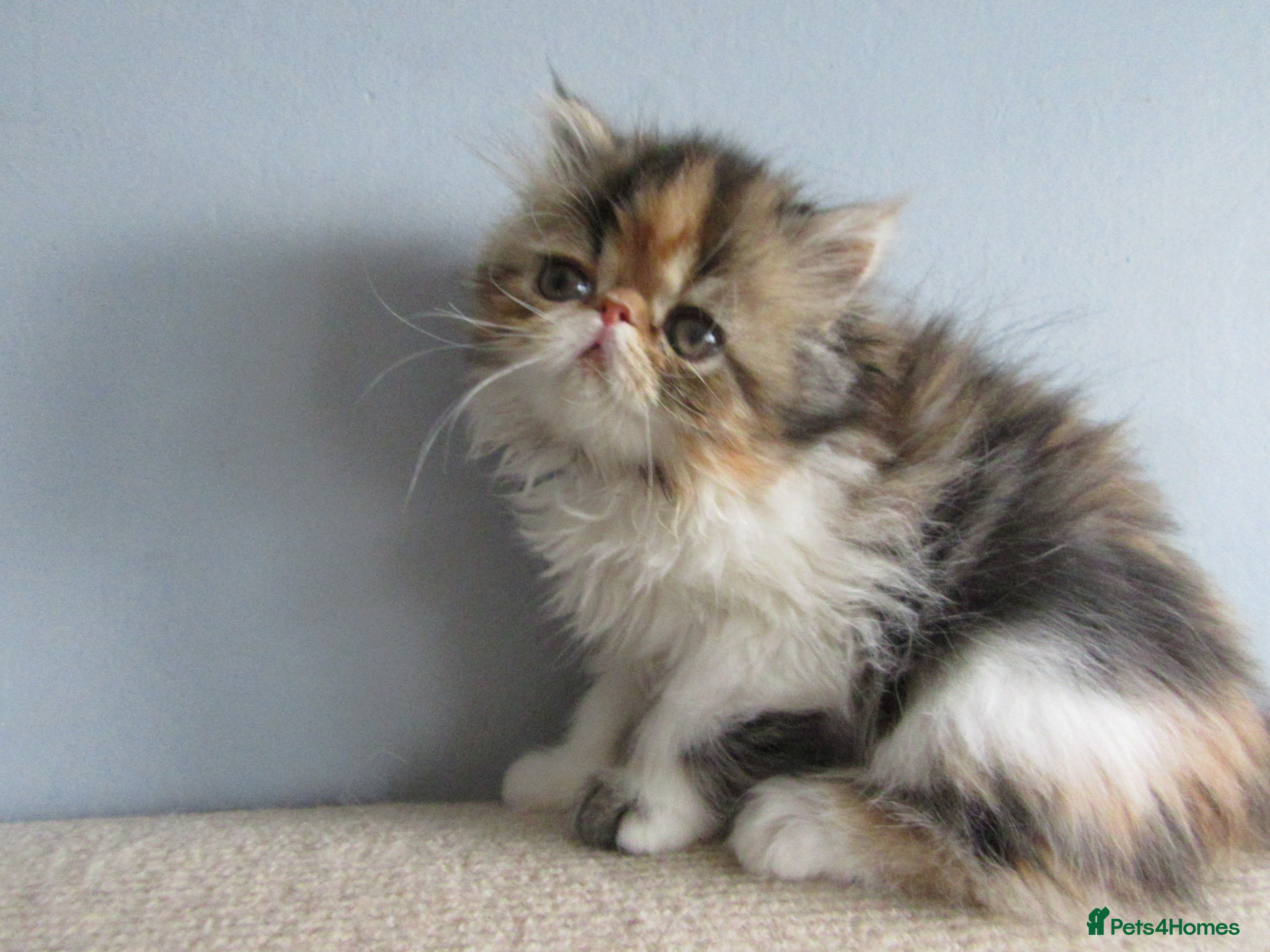 Persian cats for sale: Pedigree Persian female kitten - Advert 4