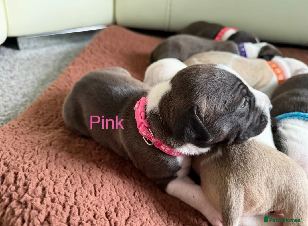Staffordshire Bull Terrier dogs for sale: Beautiful staffy puppies in Billingshurst - Advert 17
