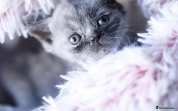 British Shorthair cats for sale: GCCF champ bloodlines Bsh - Image 22