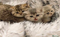 British Shorthair cats for sale: Blue, lilac, chocolate golden girls  - Advert 3