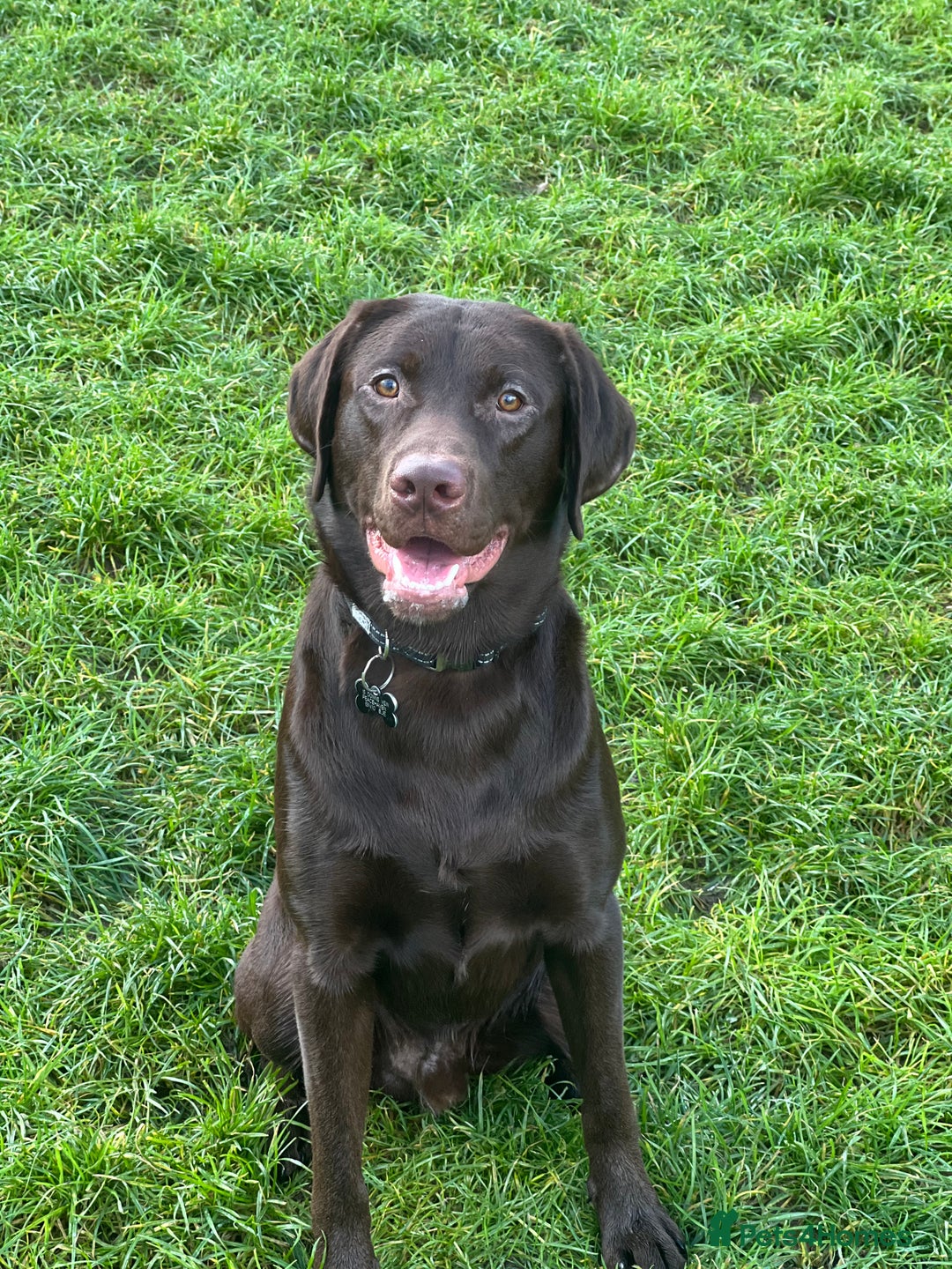 Labrador Retriever dogs for sale: Chocolate Labrador  - Advert 1