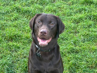 Labrador Retriever dogs Chocolate Labrador - Advert 6