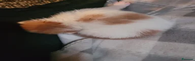 Mixed Breed Kitten 5