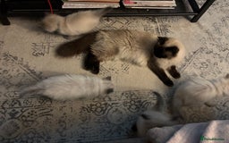 Ragdoll cats for sale: Ragdoll - Pedigree  - Image 12