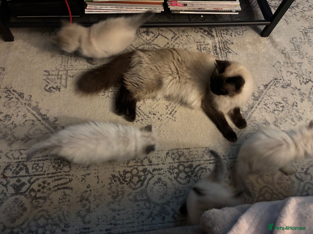 Ragdoll cats for sale: Ragdoll - Pedigree  - Image 12