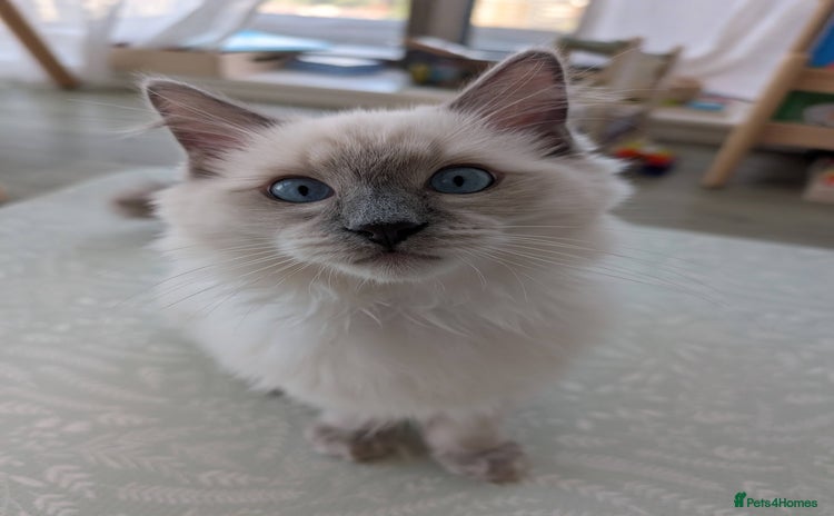 Ragdoll cats - Advert 11
