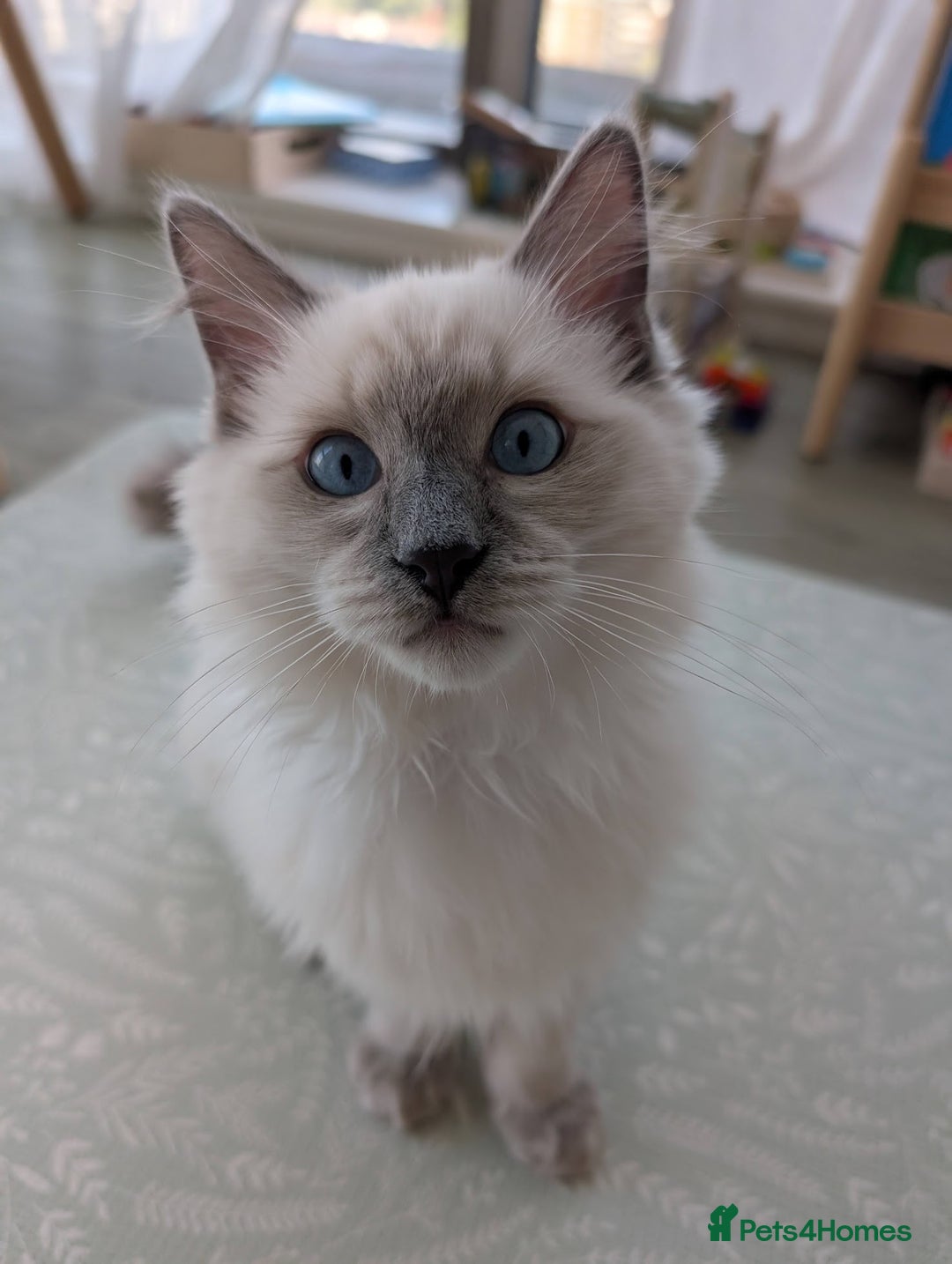 Ragdoll cats for sale: Ragdoll Kitten Seeks Loving Home💙 - Image 1