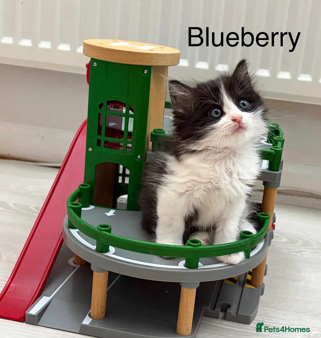 Mixed Breed cats for sale: Bobtail and Ragdoll mixed - Advert 37