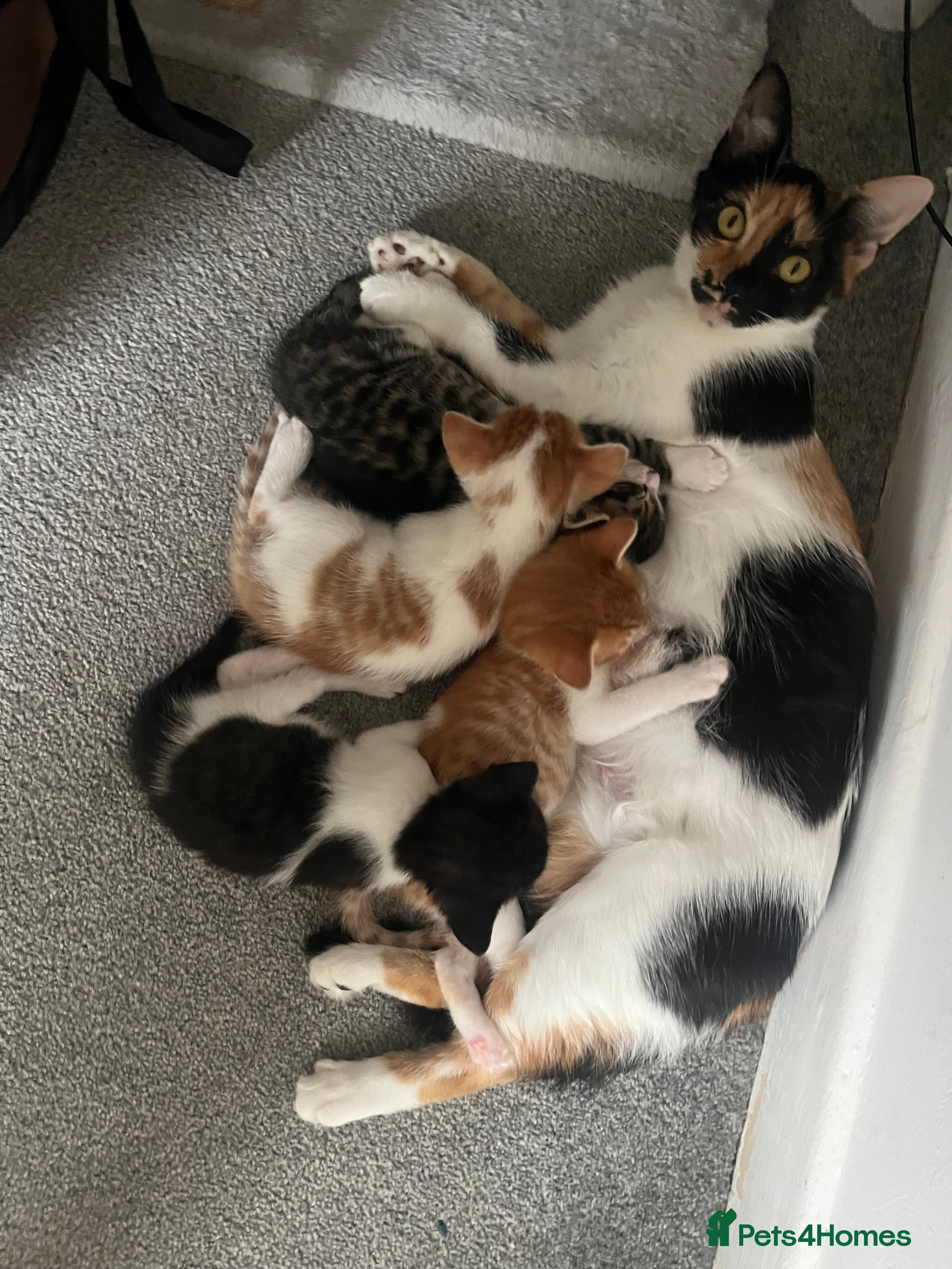 Mixed Breed cats Kittens for sale - Advert 2