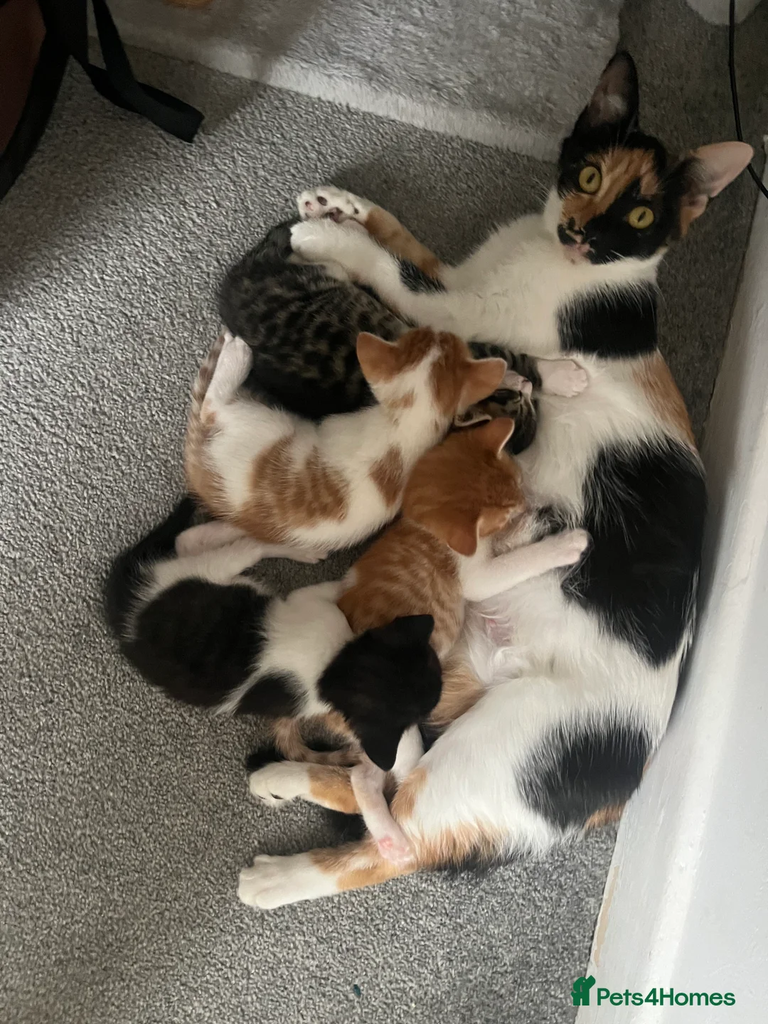 Mixed Breed cats for sale: Kittens for sale - Advert 1