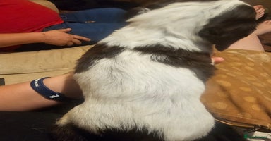 Sprocker dogs - Advert 15