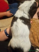 Sprocker dogs - Advert 3