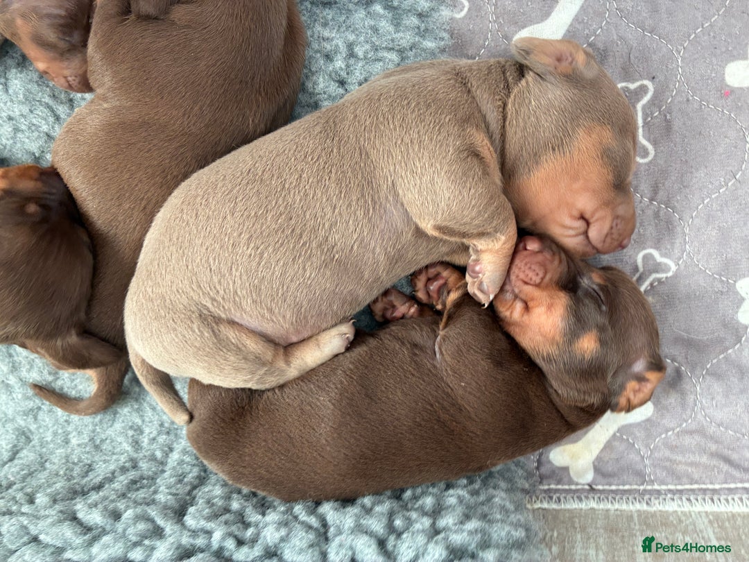 Miniature Dachshund dogs for stud: Mini dachshund STUD - Advert 9