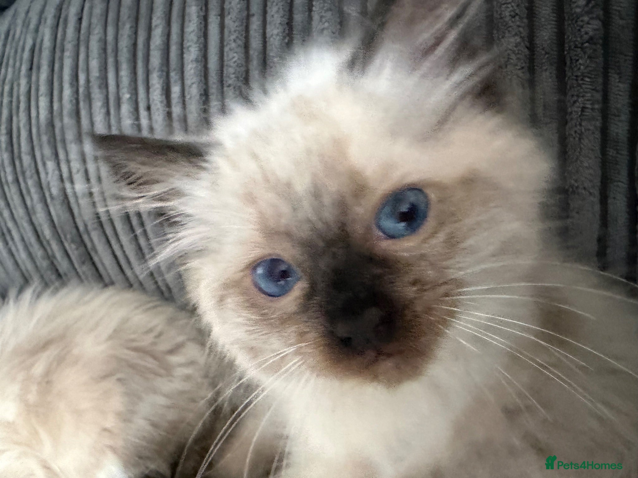 Ragdoll cats Gorgeous ragdoll kittens! - Advert 1