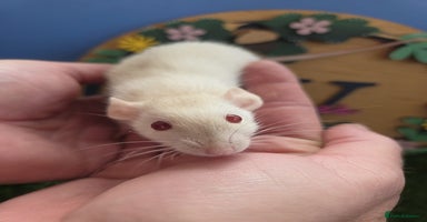 Rat rodents - Advert 2