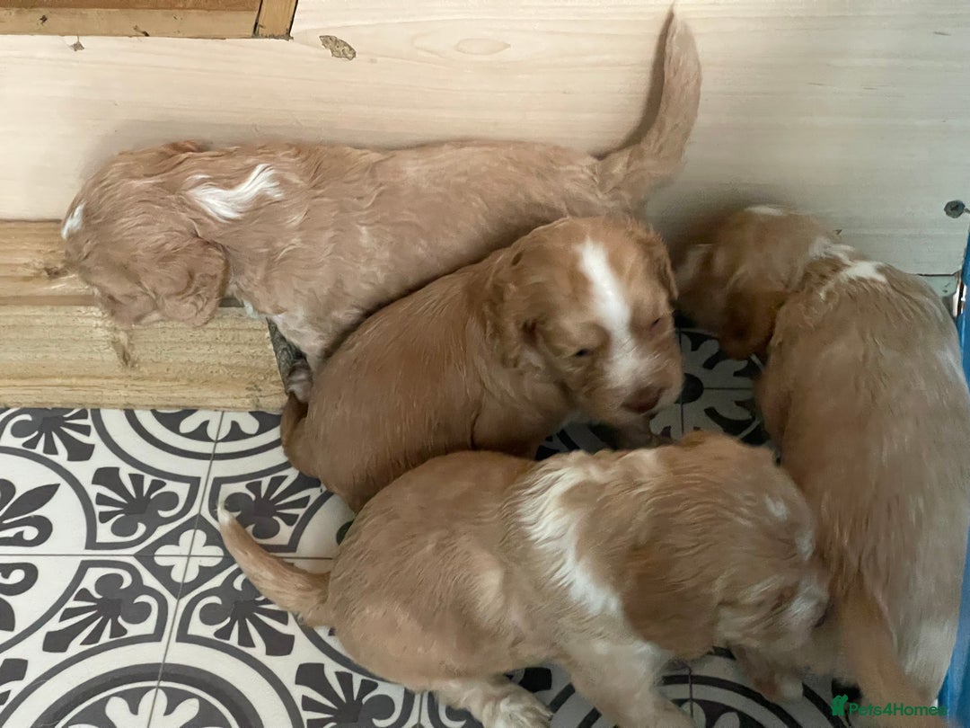 Cocker Spaniel dogs for sale: KC REGISTERED COCKER SPANIELS  - Image 11