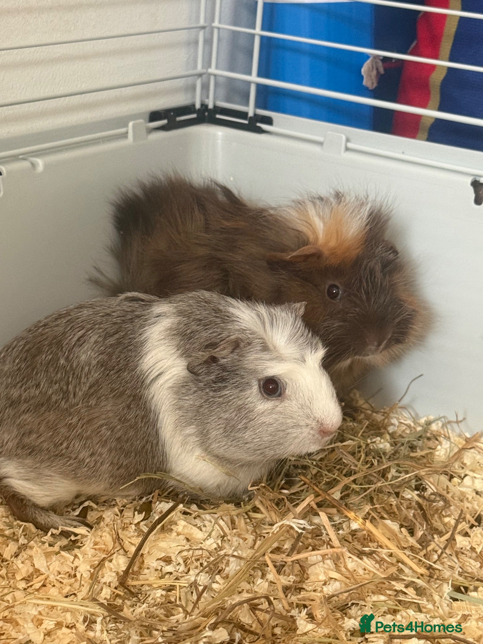 Guinea Pig rodents 2 guinea pigs for sale  - Advert 1