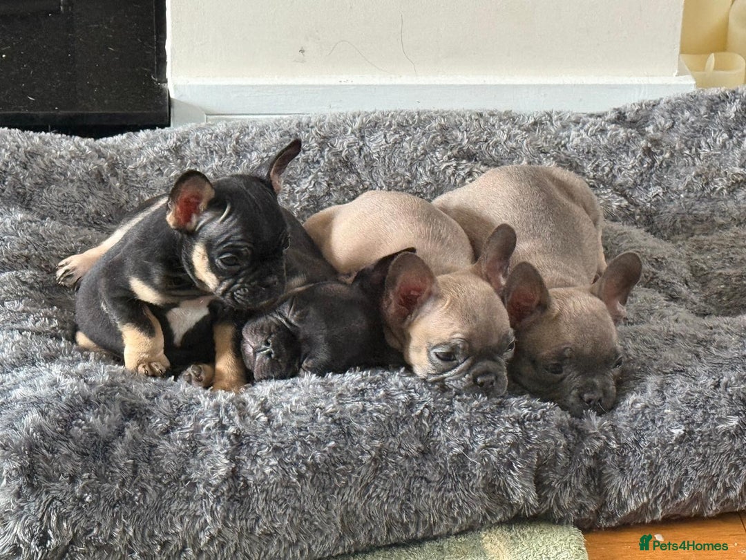 French Bulldog dogs for sale: 🐾 French Bulldog Puppies - Ready to go! 🐾 - Image 5