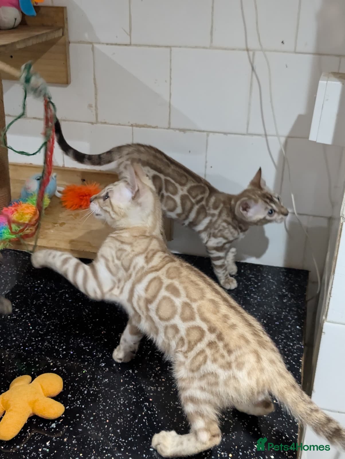 Bengal cats 🔥✨Pedigree TICA-Registered Bengals - Advert 2