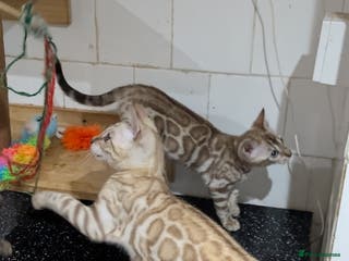 Bengal cats 🔥✨Pedigree TICA-Registered Bengals - Advert 2