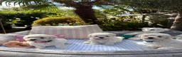Bichon Frise dogs for sale: Beautiful KC Registered Bichon Frise Girls - Advert 5