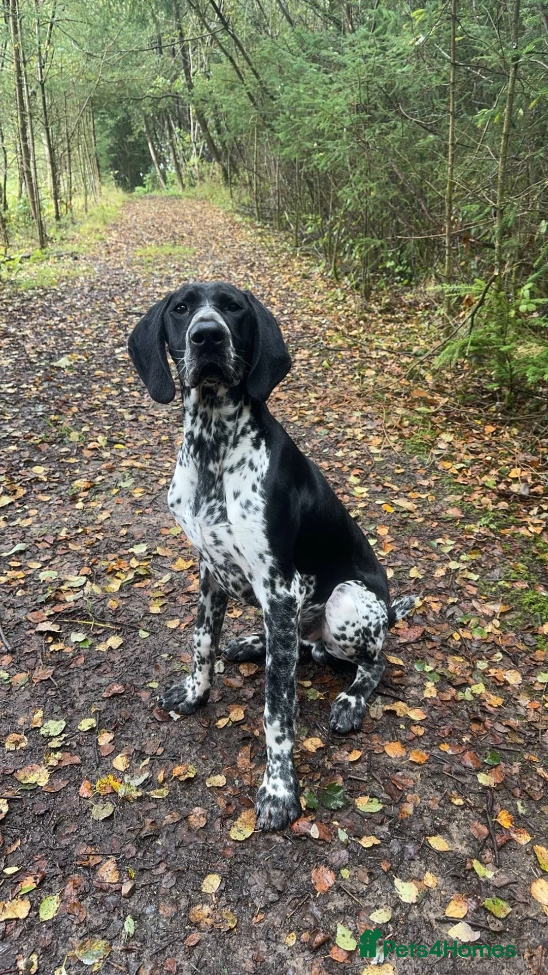 German Shorthaired Pointer dogs for sale: German shorthaired pointer in Oswestry - Advert 3