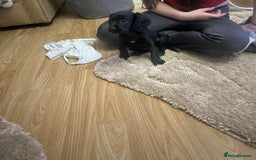 Cockalier dogs for sale: Cockier  - Advert 12