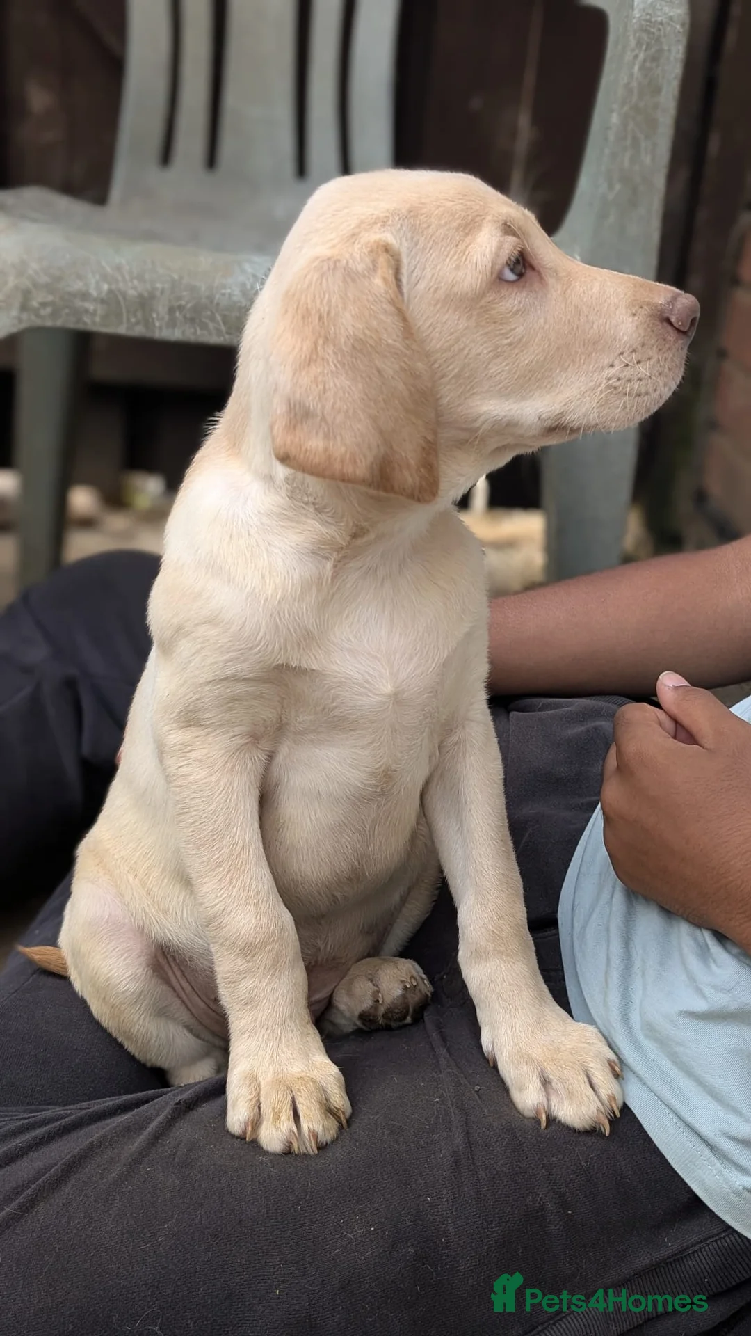 Labrador Retriever dogs for sale: Beautiful Labrador puppies  - Advert 2