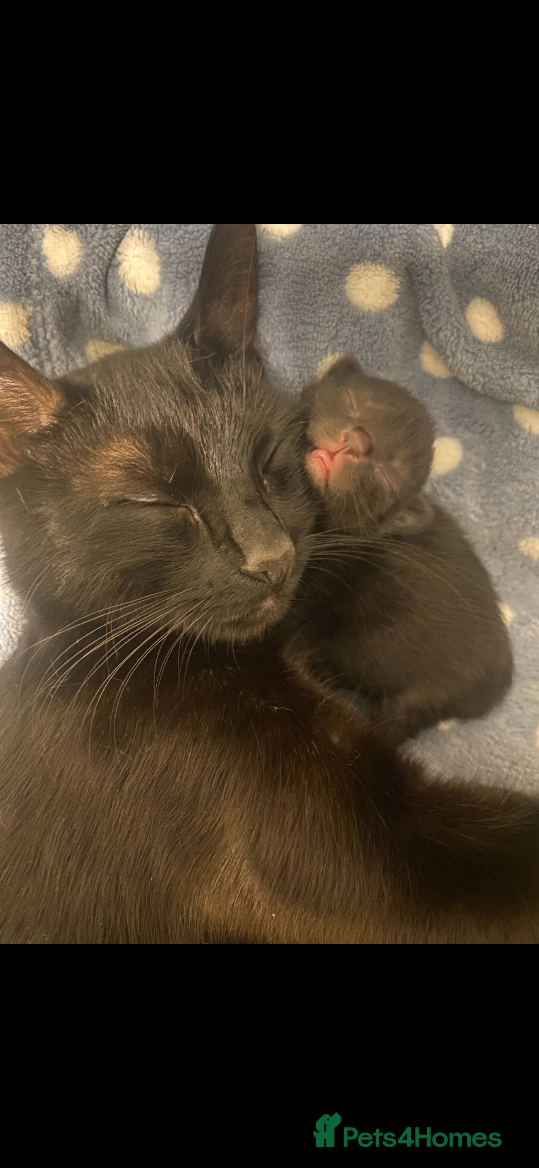 Domestic Shorthair cats for sale: Kittens For Sale!  - Advert 1