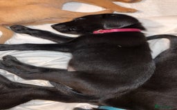 Labrador Retriever dogs for sale: Black Labrador puppies READY TO GO! - Image 6