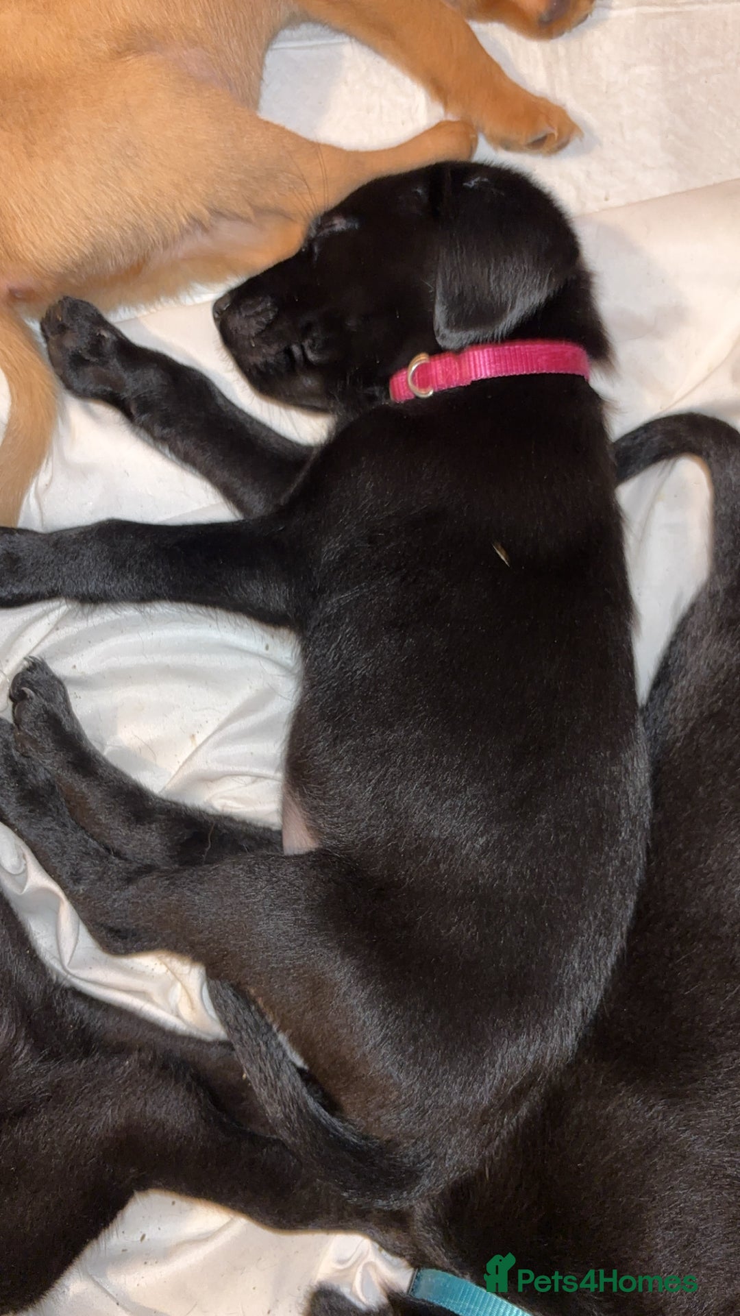 Labrador Retriever dogs for sale: Black Labrador puppies READY TO GO! - Image 6