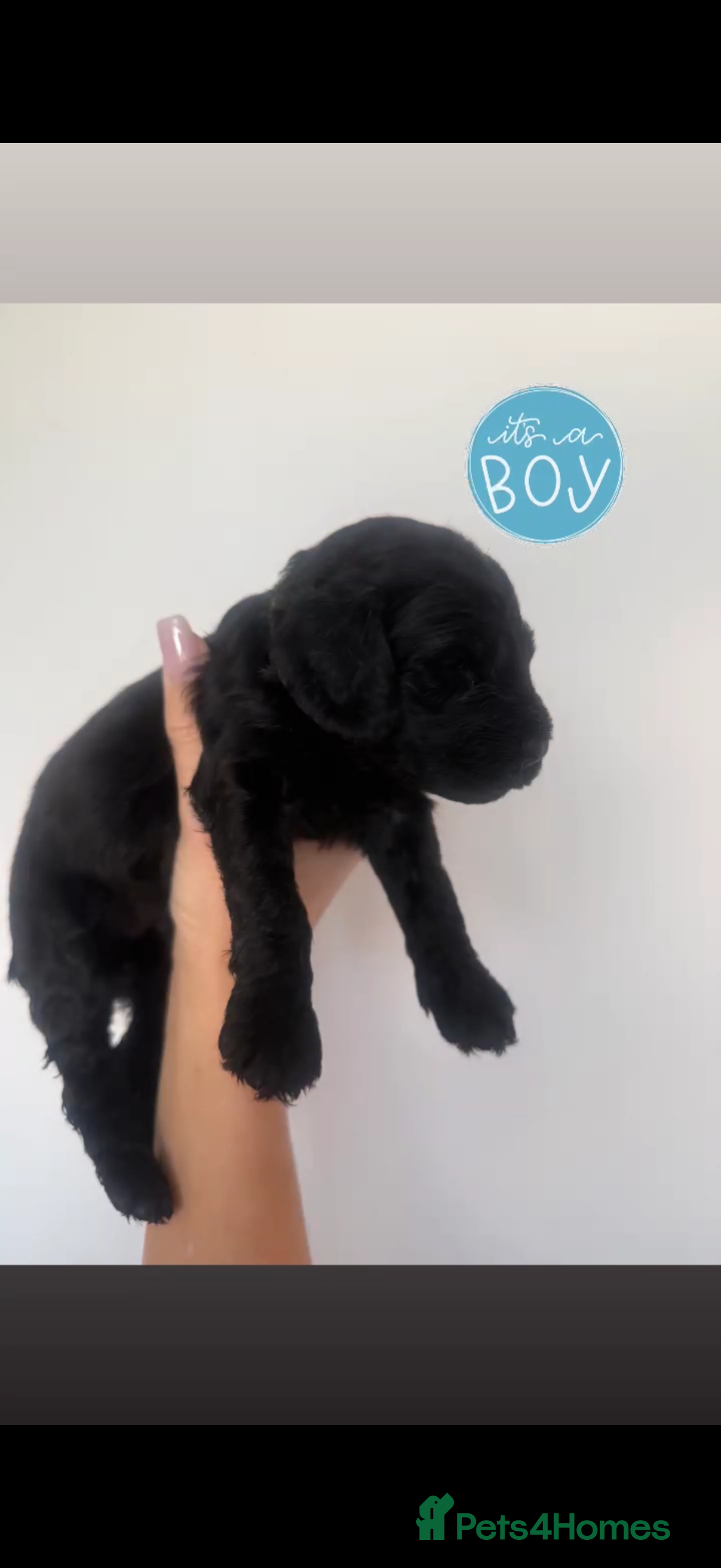 Cockapoo dogs F1 miniature cockapoo puppies🌟 - Advert 2